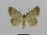  ( - BC EF Lep 00475)  @13 [ ] Copyright (2010) Unspecified Research Collection of Egbert Friedrich