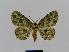  ( - BC EF Lep 00476)  @14 [ ] Copyright (2010) Unspecified Research Collection of Egbert Friedrich