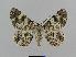  ( - BC EF Lep 00482)  @13 [ ] Copyright (2010) Unspecified Research Collection of Egbert Friedrich