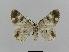  ( - BC EF Lep 00482)  @12 [ ] Copyright (2010) Unspecified Research Collection of Egbert Friedrich
