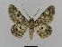  ( - BC EF Lep 00484)  @14 [ ] Copyright (2010) Unspecified Research Collection of Egbert Friedrich