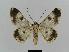  ( - BC EF Lep 00484)  @13 [ ] Copyright (2010) Unspecified Research Collection of Egbert Friedrich