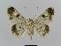  ( - BC EF Lep 00485)  @14 [ ] Copyright (2010) Unspecified Research Collection of Egbert Friedrich