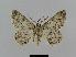 ( - BC EF Lep 00486)  @14 [ ] Copyright (2010) Unspecified Research Collection of Egbert Friedrich