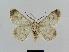  ( - BC EF Lep 00486)  @13 [ ] Copyright (2010) Unspecified Research Collection of Egbert Friedrich
