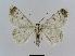  ( - BC EF Lep 00487)  @13 [ ] Copyright (2010) Unspecified Research Collection of Egbert Friedrich
