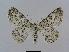  ( - BC EF Lep 00488)  @13 [ ] Copyright (2010) Unspecified Research Collection of Egbert Friedrich