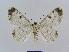  (Cleora decisariaEF02 - BC EF Lep 00488)  @14 [ ] Copyright (2010) Unspecified Research Collection of Egbert Friedrich
