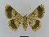  ( - BC EF Lep 00506)  @13 [ ] Copyright (2010) Unspecified Research Collection of Egbert Friedrich