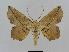  ( - BC EF Lep 00509)  @14 [ ] Copyright (2010) Unspecified Research Collection of Egbert Friedrich