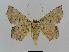  ( - BC EF Lep 00509)  @13 [ ] Copyright (2010) Unspecified Research Collection of Egbert Friedrich