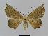  ( - BC EF Lep 00510)  @14 [ ] Copyright (2010) Unspecified Research Collection of Egbert Friedrich