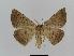  ( - BC EF Lep 00516)  @14 [ ] Copyright (2010) Unspecified Research Collection of Egbert Friedrich