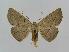  ( - BC EF Lep 00518)  @14 [ ] Copyright (2010) Unspecified Research Collection of Egbert Friedrich