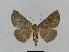  ( - BC EF Lep 00520)  @14 [ ] Copyright (2010) Unspecified Research Collection of Egbert Friedrich