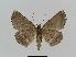  ( - BC EF Lep 00520)  @13 [ ] Copyright (2010) Unspecified Research Collection of Egbert Friedrich