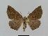  ( - BC EF Lep 00521)  @14 [ ] Copyright (2010) Unspecified Research Collection of Egbert Friedrich