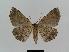  ( - BC EF Lep 00521)  @13 [ ] Copyright (2010) Unspecified Research Collection of Egbert Friedrich