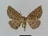  (Idiodes pellophanes - BC EF Lep 00522)  @14 [ ] Copyright (2010) Unspecified Research Collection of Egbert Friedrich