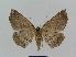  ( - BC EF Lep 00522)  @13 [ ] Copyright (2010) Unspecified Research Collection of Egbert Friedrich
