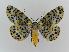  ( - BC EF Lep 00524)  @14 [ ] Copyright (2010) Unspecified Research Collection of Egbert Friedrich