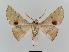  ( - BC EF Lep 00530)  @14 [ ] Copyright (2010) Unspecified Research Collection of Egbert Friedrich