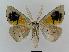  ( - BC EF Lep 00538)  @14 [ ] Copyright (2010) Unspecified Research Collection of Egbert Friedrich
