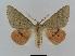  ( - BC EF Lep 00539)  @14 [ ] Copyright (2010) Unspecified Research Collection of Egbert Friedrich