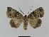  ( - BC EF Lep 00554)  @13 [ ] Copyright (2010) Unspecified Research Collection of Egbert Friedrich