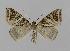  ( - BC EF Lep 00558)  @14 [ ] Copyright (2010) Unspecified Research Collection of Egbert Friedrich