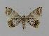  (Phrataria transcissata - BC EF Lep 00558)  @14 [ ] Copyright (2010) Unspecified Research Collection of Egbert Friedrich