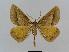  ( - BC EF Lep 00559)  @14 [ ] Copyright (2010) Unspecified Research Collection of Egbert Friedrich