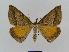  ( - BC EF Lep 00560)  @14 [ ] Copyright (2010) Unspecified Research Collection of Egbert Friedrich