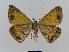  ( - BC EF Lep 00560)  @14 [ ] Copyright (2010) Unspecified Research Collection of Egbert Friedrich
