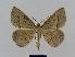  ( - BC EF Lep 00562)  @14 [ ] Copyright (2010) Unspecified Research Collection of Egbert Friedrich