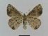  ( - BC EF Lep 00562)  @14 [ ] Copyright (2010) Unspecified Research Collection of Egbert Friedrich