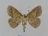  ( - BC EF Lep 00563)  @13 [ ] Copyright (2010) Unspecified Research Collection of Egbert Friedrich