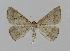  ( - BC EF Lep 00565)  @13 [ ] Copyright (2010) Unspecified Research Collection of Egbert Friedrich