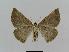  ( - BC EF Lep 00567)  @13 [ ] Copyright (2010) Unspecified Research Collection of Egbert Friedrich