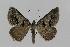  ( - BC EF Lep 00569)  @14 [ ] Copyright (2010) Unspecified Research Collection of Egbert Friedrich