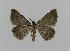  ( - BC EF Lep 00569)  @13 [ ] Copyright (2010) Unspecified Research Collection of Egbert Friedrich