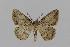  ( - BC EF Lep 00572)  @14 [ ] Copyright (2010) Unspecified Research Collection of Egbert Friedrich