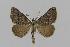  ( - BC EF Lep 00577)  @14 [ ] Copyright (2010) Unspecified Research Collection of Egbert Friedrich