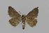  ( - BC EF Lep 00578)  @13 [ ] Copyright (2010) Unspecified Research Collection of Egbert Friedrich