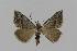  ( - BC EF Lep 00579)  @13 [ ] Copyright (2010) Unspecified Research Collection of Egbert Friedrich