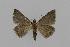  ( - BC EF Lep 00579)  @13 [ ] Copyright (2010) Unspecified Research Collection of Egbert Friedrich