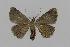  ( - BC EF Lep 00580)  @14 [ ] Copyright (2010) Unspecified Research Collection of Egbert Friedrich