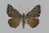  ( - BC EF Lep 00581)  @14 [ ] Copyright (2010) Unspecified Research Collection of Egbert Friedrich