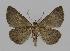  ( - BC EF Lep 00581)  @13 [ ] Copyright (2010) Unspecified Research Collection of Egbert Friedrich