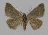  ( - BC EF Lep 00582)  @14 [ ] Copyright (2010) Unspecified Research Collection of Egbert Friedrich